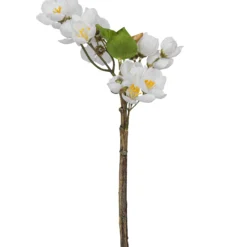 Apfelblütenzweig APFELBLÜTE