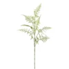 Asparagusweig FLOWERS
