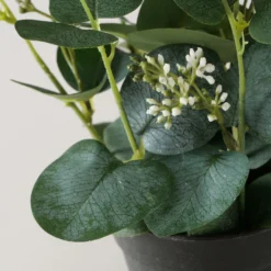 Eukalyptus im Topf FLOWERS