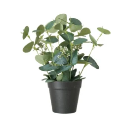 Eukalyptus im Topf FLOWERS