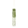 Grünpflanze im Topf TILLANDSIA