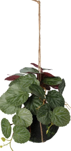 Hängepflanze 30cm BOTANIC