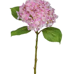 Hortensie FLOWERS
