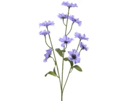 Kornblume FLOWER