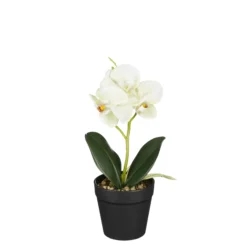Phalaenopsis im Topf grün 25cm ORCHIDEE