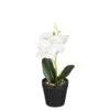Phalaenopsis im Topf weiss 25cm ORCHIDEE