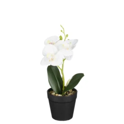 Phalaenopsis im Topf weiss 25cm ORCHIDEE