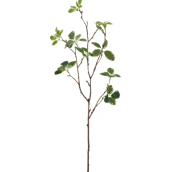 Pittosporumzweig PITTOSPORUM