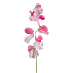 Wicke FLOWERS