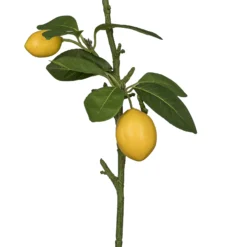 Zitronenzweig FRUITS